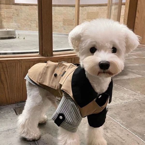 Stylish Layered Pet Vest with Striped Shirt, Trendy Dog Apparel, High-Quality Pet Clothes, Cute Outfit for Small Dogs, Breathable Pet Wear with Classic Details A752