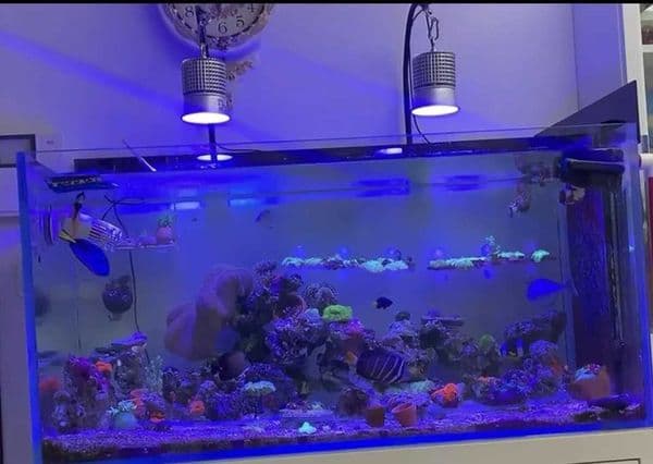 Full Specturm LED Reef Light Marine Coral Iamp for Saltwater Fish Nano tank with High Power Customized Z250205