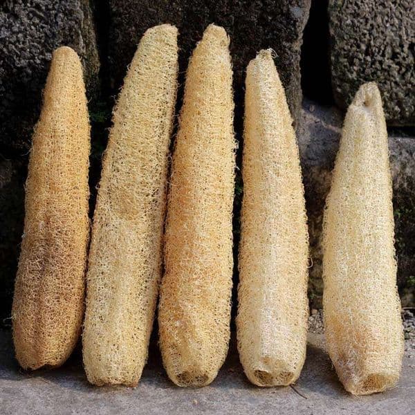5 Pieces Farmhouse Self Grown Loofah Dried Flesh Dishwashing Pot Brush Exfoliating Scrubbing Towel Whole Loofah