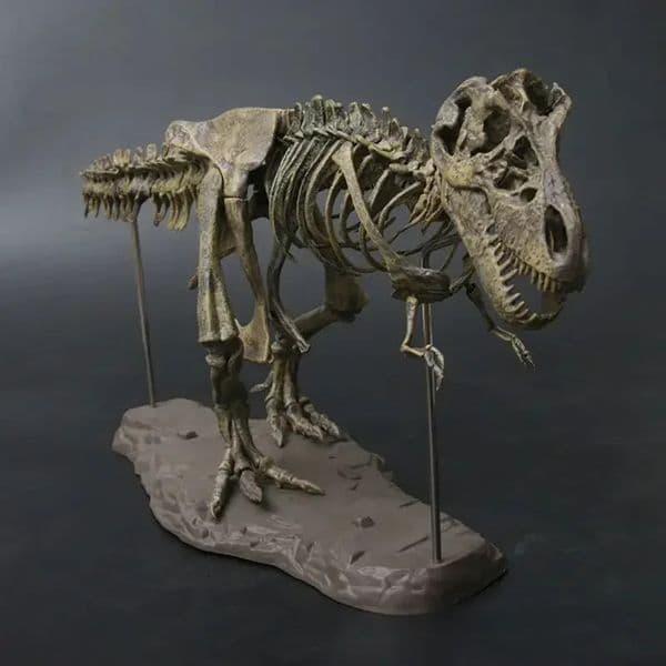 DIY Large T Rex Tyrannosaurus Skeleton Dinosaur Animal Model Collector Super Decor Ornaments 251028