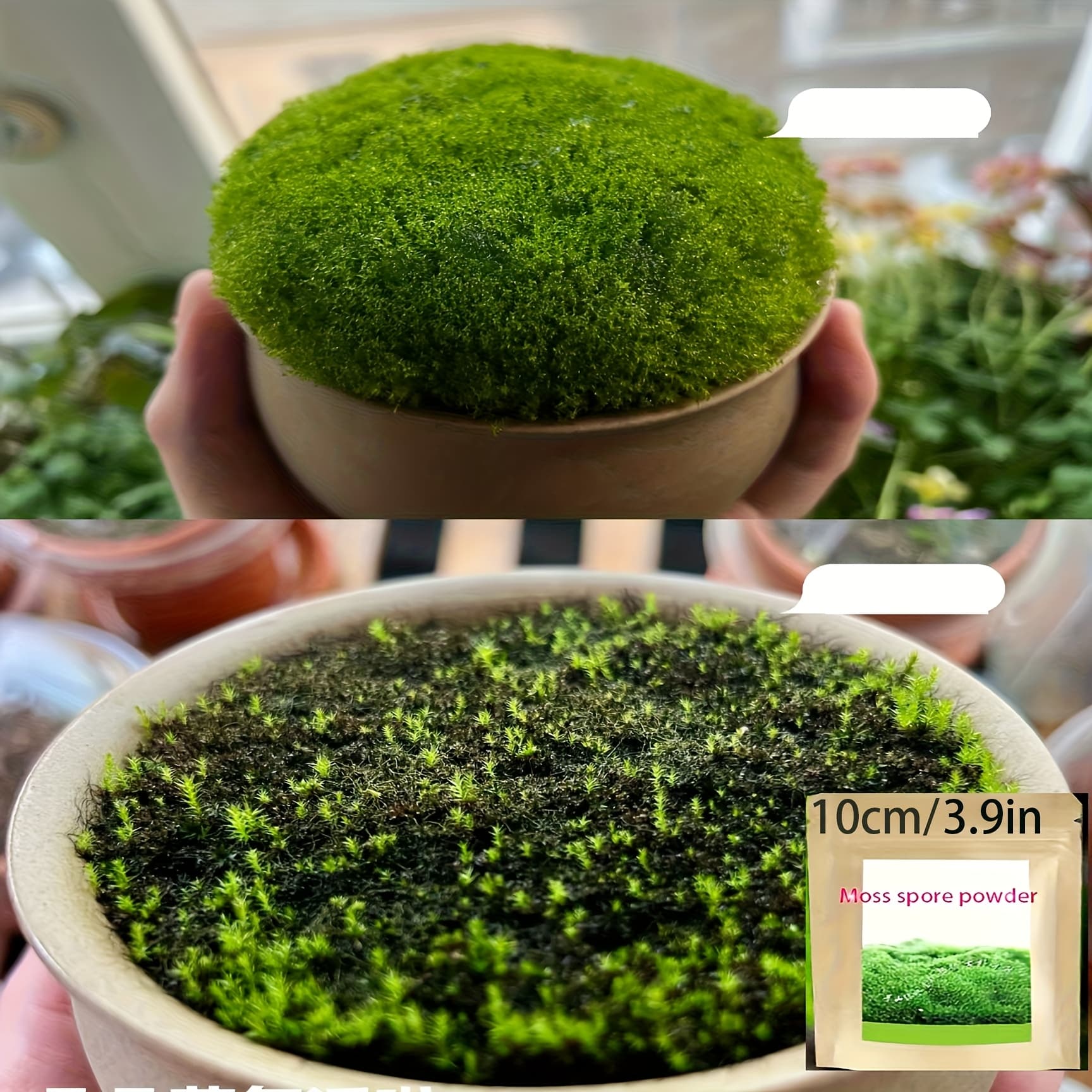 TEMU Moss Potted Plant Decoration - Desktop Micro Landscape Bonsai Ornaments, Valentine's Day Gifts And Home Office Decorations, Simulated
