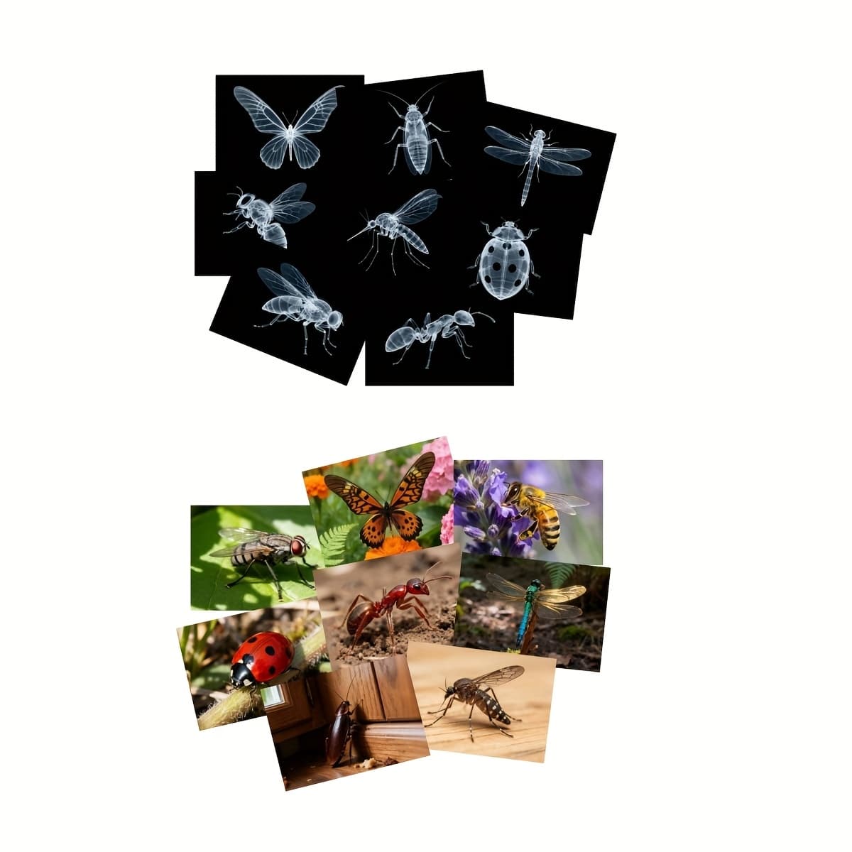 TEMU 16 Insect And Animal Skeleton Films, Animal Skeletons, Science Kit, Suitable For Light Box, Light Table, And Materials