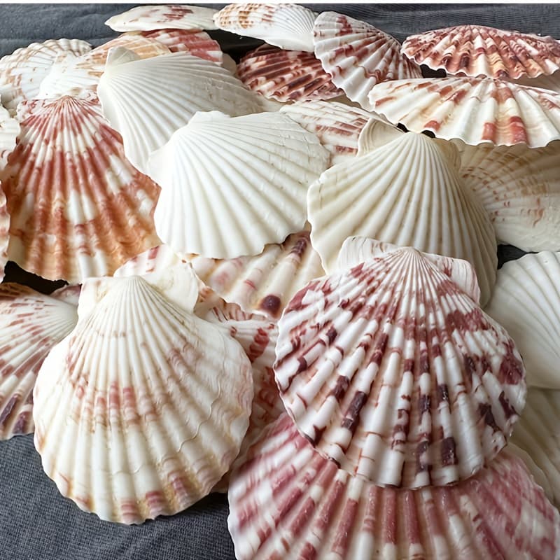 TEMU 30pcs Christmas Decorative Shells Christmas Room Decor Beads Bohemian Vintage Country Beach Christmas Ornaments Christmas Handmade Holiday Necklace Packaging Decorations Birthday Gifts