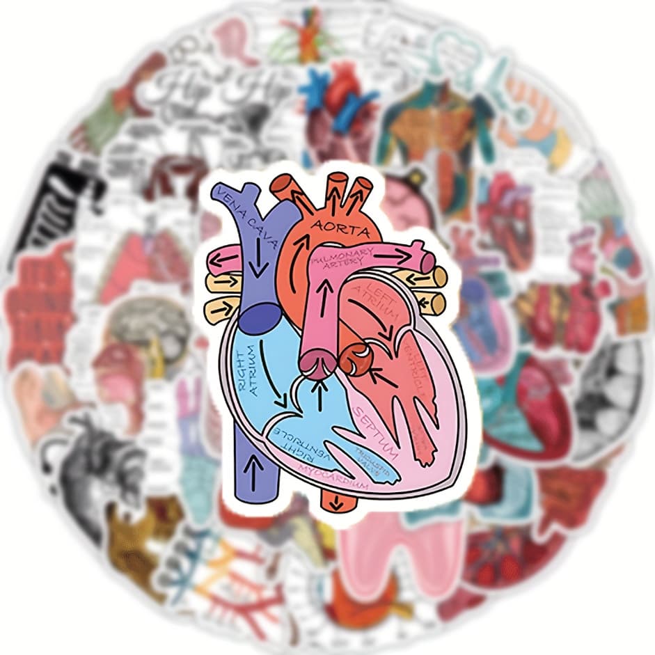 TEMU 100pcs Human Anatomy Medical Stickers - Fun & Creative, Durable Pvc, Non-sticky For Room Decor