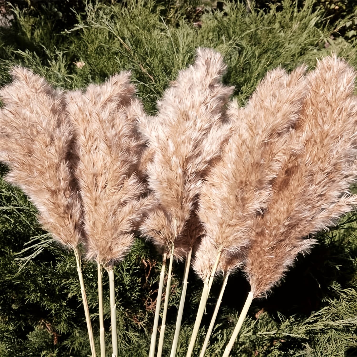 TEMU 20 Pcs 23 Inch Tall Fluffy Pampas Grass Xl Size Brown Dry Grass Decor Wedding Flower Boho Decor Natural Pompas Flower Bouquet (brown, 23 Inch)