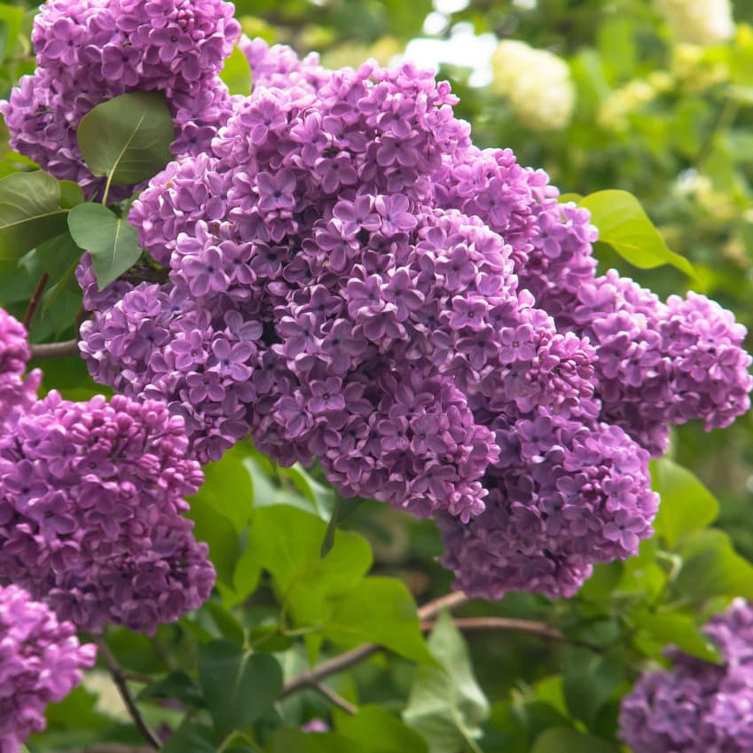 TEMU ( )- Lilac Bush With Lilac Flowers& Eucalyptus Foliage, Uv-resistant Outdoor/ Garden Plant Suitable For Home, Office, Christmas, Valentine's Day, Decor