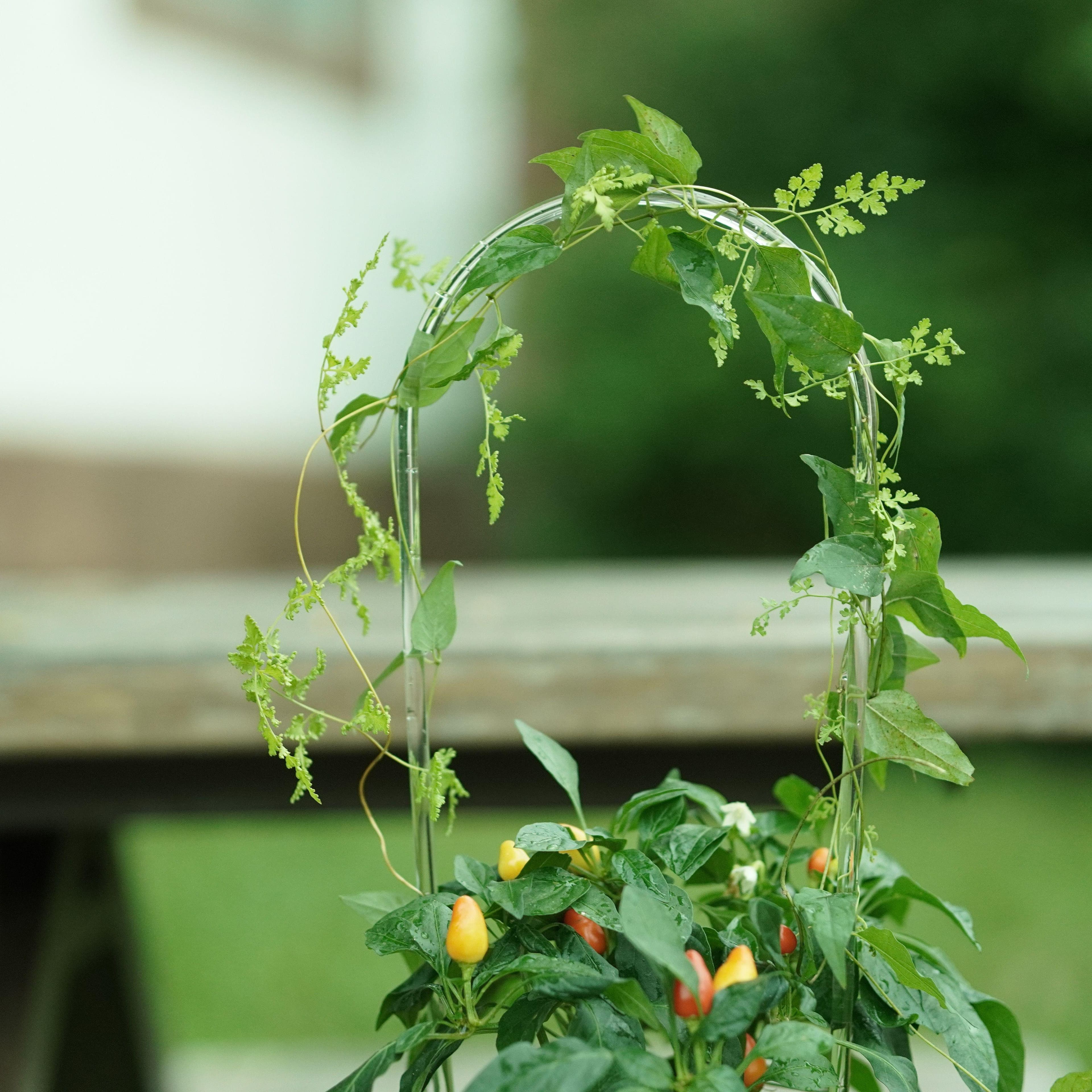 TEMU 3pcs Transparent Acrylic Plant Climbing Frames - Sturdy Support For Indoor , Flowers & Vegetables | Ideal For Potted Plants With Greenery