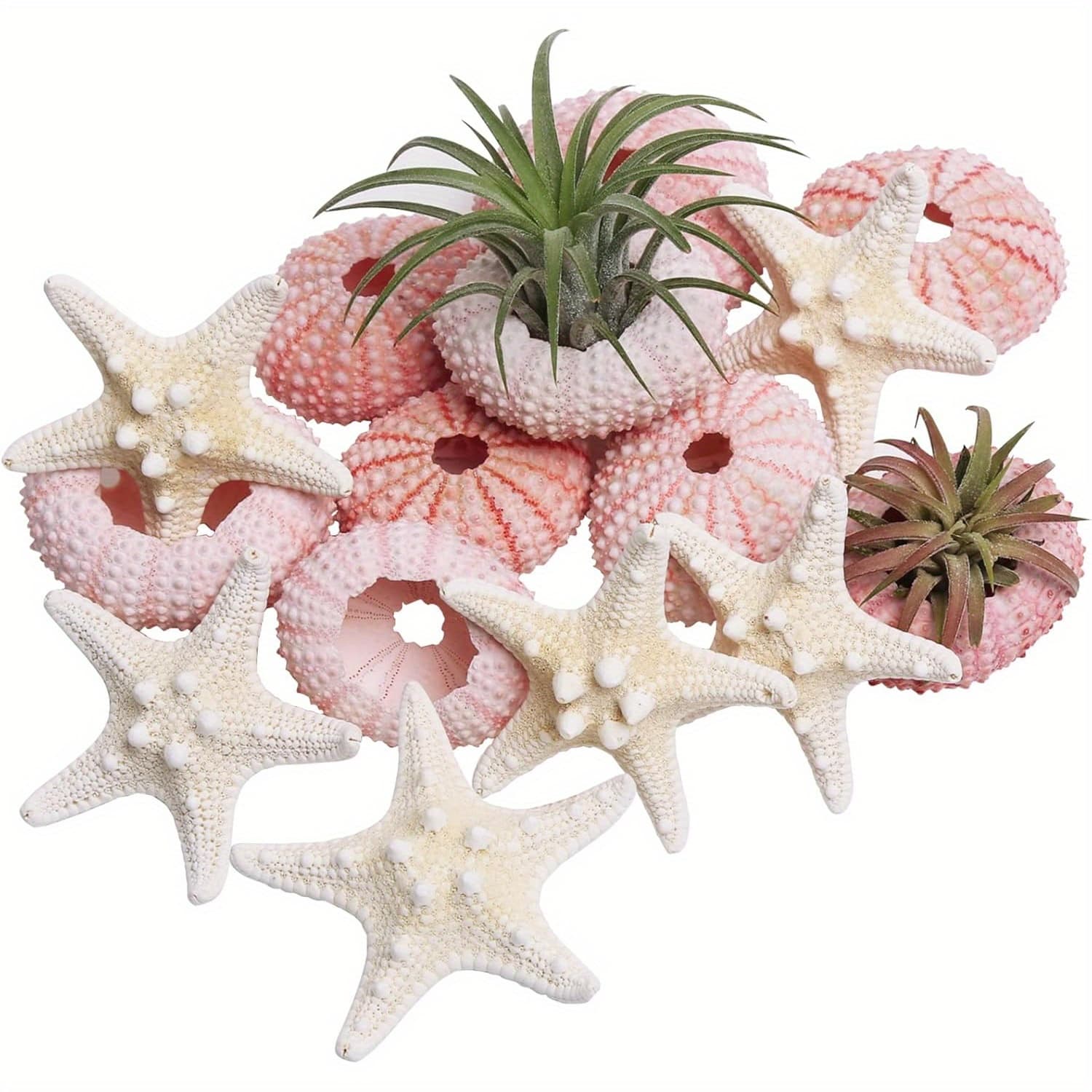 TEMU Starfish And Sea Crafts Set, 12pcs Shell Ornaments, 1.3-1 Inch Sea Shells, Suitable For Air Plants, Suitable For Additions, Crafts, Suitable For Fish Tank Landscape