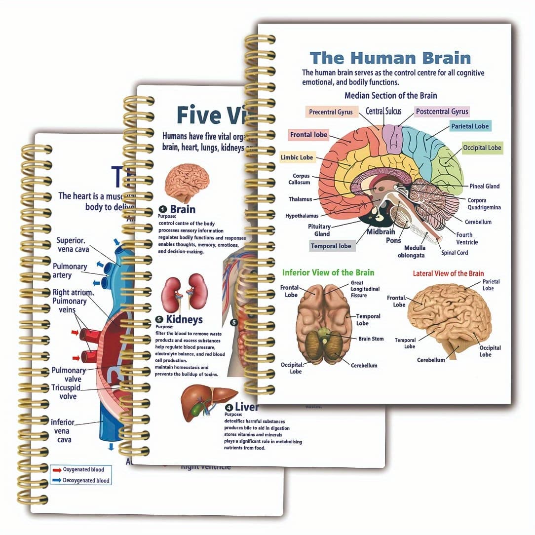 TEMU 3 Notebooks With Of Anatomical Structure Diagrams Of Human Organs, 13.97x21.08cm, Double-sided, Rounded Corner Design, Thick And Durable Cover, Ideal For Learning