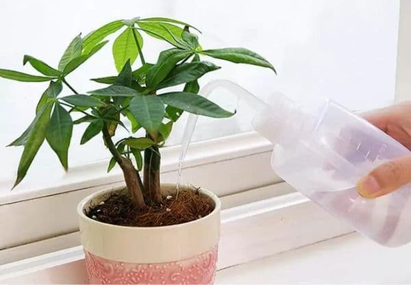 250/500Ml Mini Plastic Plant Flower Waterings Equipments Bottle Sprayer Curved Mouth Watering Can DIY Gardening Transparent