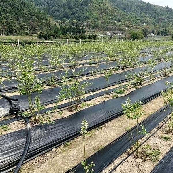 Agricultural and horticultural land cloth, protective film wholesale, garden and orchard weed control cloth, black grass proof cloth