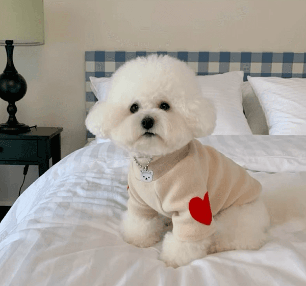 Dog clothes, Teddy Bear and Bichon Frise small dog clothing, heartwarming autumn and winter base layer tops, cat clothes, two-legged fleece sweaters, pet clothing.