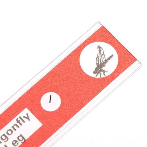 X37E Plastic Prepared Microscope Slides Animal Plant Insect Biological Specimens Sample for Kids Science Educational Supplies