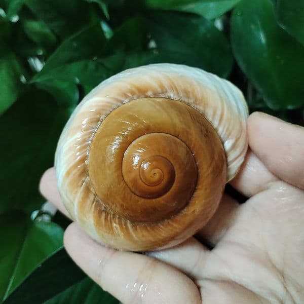 2PCS Muffin Snail Large Hermit Crab Shells Bread Snail Natural Mediterranean Home Aquarium Collectible Decoration Gift Ornament