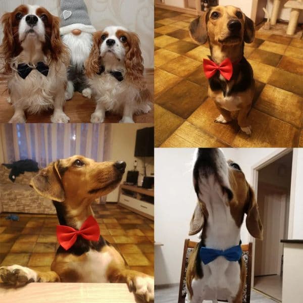 Pet Dog Cat Necklace Adjustable Strap For Cat Collar Dogs Accessories Pet Dog Bow Tie Puppy Bow Ties Dog Pet Collar Suppliers