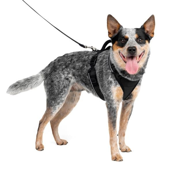 PetSafe EasySport Harness, Black, Medium 123