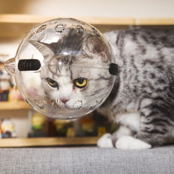 Cat Muzzle Cat Helmet Cat Mouth Cover Helmet Muzzle Pet Grooming Muzzle Cat Hood Transparent Breathable Cat Mask for Cat Dog