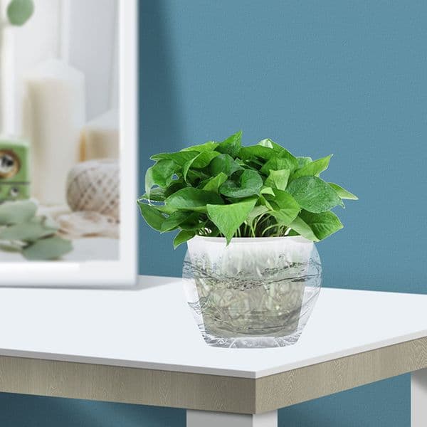 10 Pcs Transparent Flower Pot Clear Cactus Pots Nursery for Plants Flowerpot Plastic Flowers