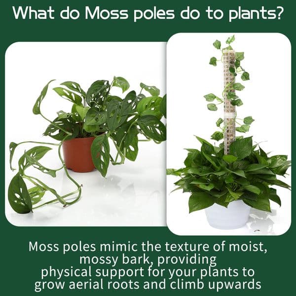 1/2Pcs Plastics Plant Climbing Frame Stackable Plant Moss Stick Plastic Hollowed Design Potted Plants Climbing Supporting Stick