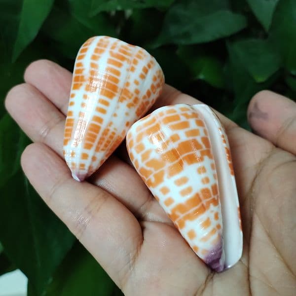 2PCS Alaphbet Cone Shell Real Conch Red Spot Cone Shape Sea Shells Hermit Crab Replacement Specimen Aquarium Wedding Party Decor