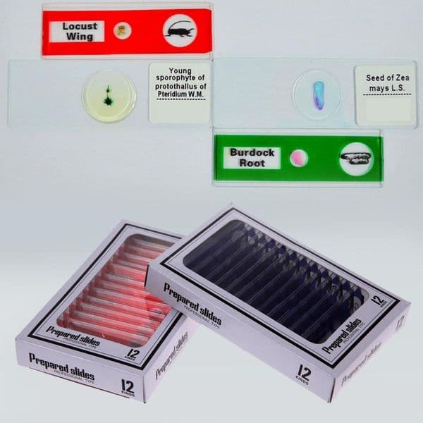 Prepared Microscopic Biological Specimens Biology Specimen Set for Kids Science Education