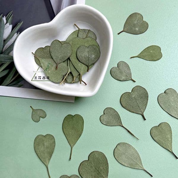 1.5-3CM/12PCS Yugali Real Natural Pressed Dried Flowers Different shapes and sizes For DIY Resin Jewellery Phone Case