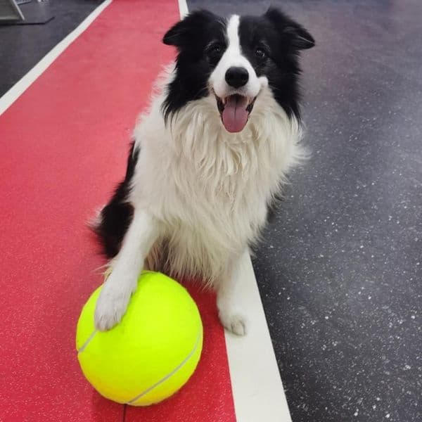 9.5inch Giant Tennis Ball For Dog Chew Toy Pet Dog Interactive Toy Big Inflatable Tennis Ball Pet Supply Outdoor Cricket Dog Toy