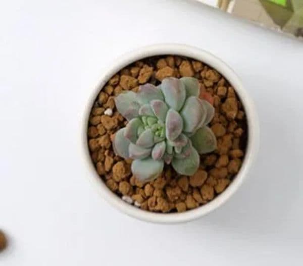 240pcs ceramic bonsai pots wholesale mini white porcelain flowerpots suppliers for seeding succulent indoor home Nursery planters Free Shipping