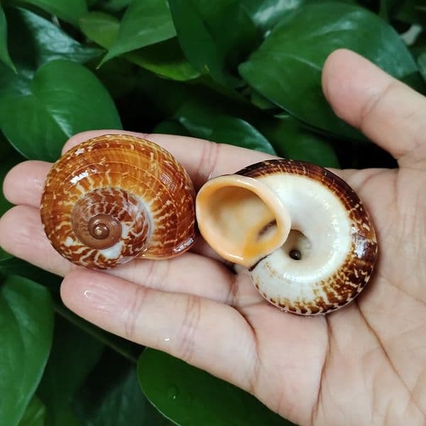 2 PC Hermit Crab Shells Real Brown Turbo Snail Seashell and Beach Decoration Collection Specimen Fish Tank Supplies 4CM - 5CM