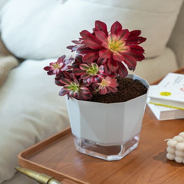 Balcony Desk Transparent Hydroponic Plant Containers - Eco-Friendly Waterless Pots for Multiple Succulents Featuring Natural Colors