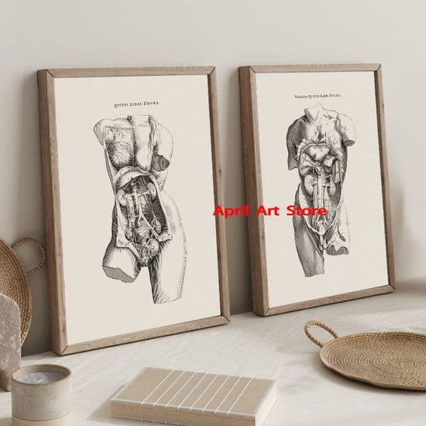Vintage Human Anatomy Female Body Male Body Medical Poster Print Canvas Painting Wall Art Picture for Office Clinic Decor