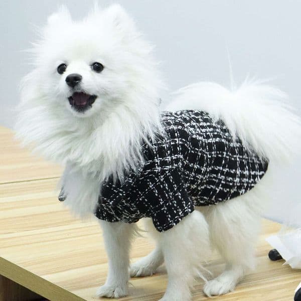 Luxury dog Dresses Designer Dog Clothes Pet Spring Autumn Anti-Shedding Cat cat Bichon Corgi Clothing Medium Dogs Suitable For Small And Medium Sized Free Shi