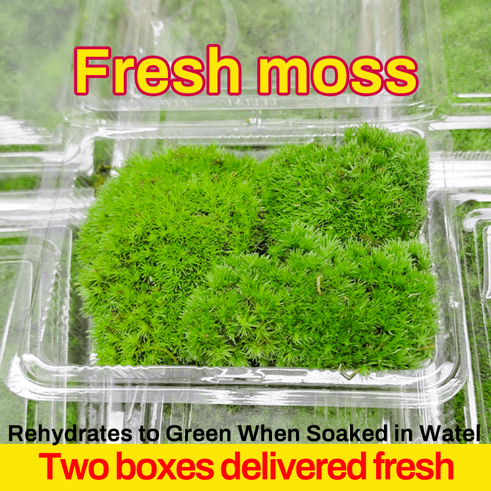 TEMU 2-pack – Easy To Care For (artificially Propagated), Dried For Shipping | Rehydrates To Green When In Water