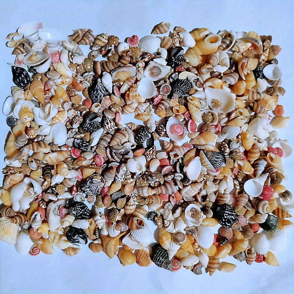 TEMU 100g Colorful Natural Shells, Handmade Diy Creative Materials, Decorative Shells