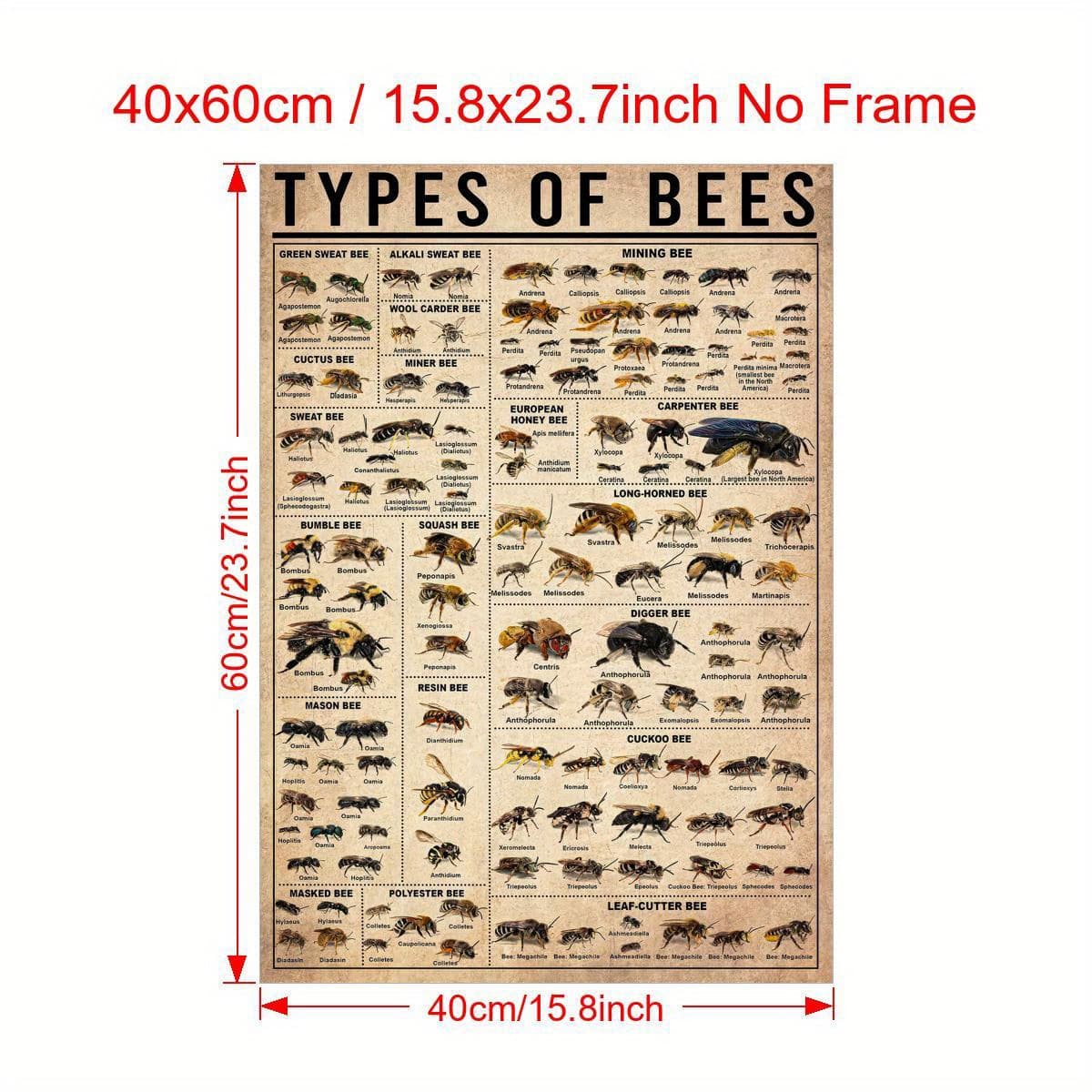TEMU 2d Flat, 2d Flat, Single Canvas, Poster Featuring Bee , Insect Types Poster, Bee Artwork, Educational Bee Poster For Living Room, Bedroom Wall Decoration, Home Decor, Unframed