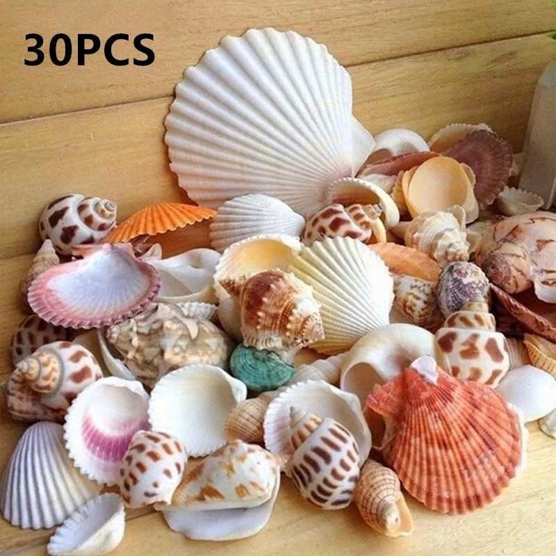 TEMU 30pcs Mixed Aquarium Beach Nautical Shells - Assorted Seashells In Glass Jars For Fish Decor, Beach-themed, And Craft Projects, Beach | Nautical Decor | Decorative Seashells, Seashell Decor