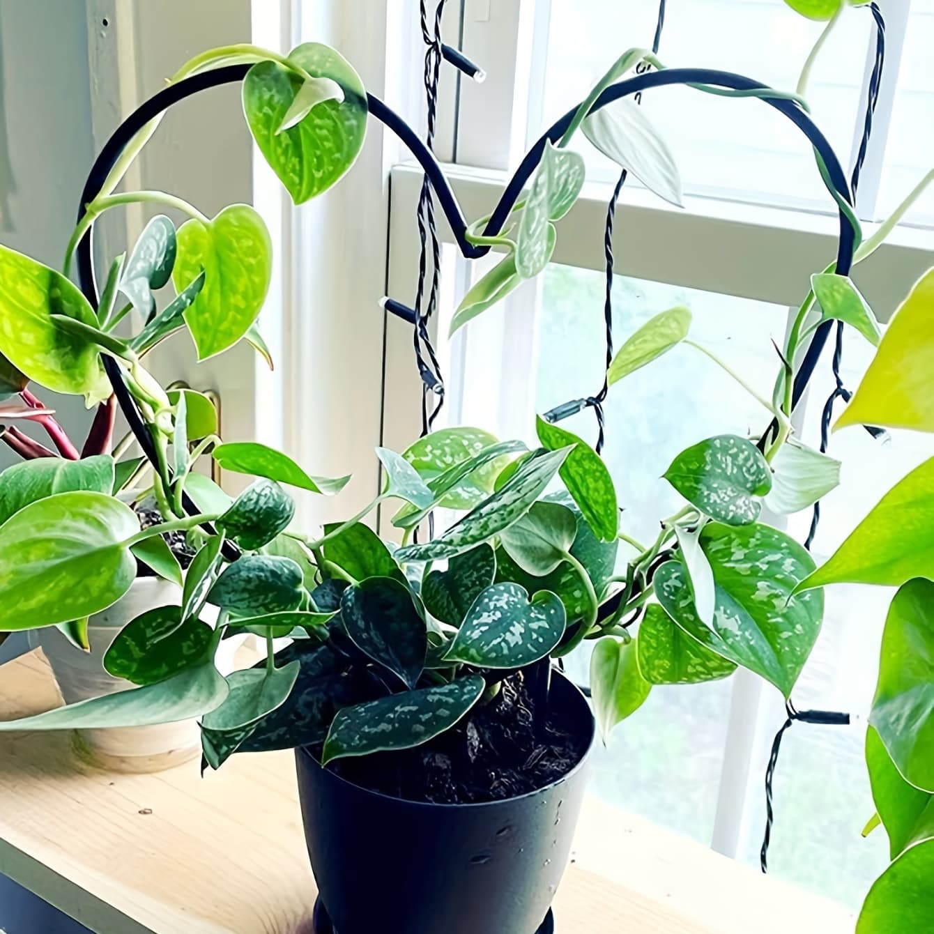 TEMU 2pcs/ Setheart-shaped Plant Support Stake - Sturdy Garden Accessory For Growth - Indoor & Outdoor Use - Unique Shape Enhances Home & Garden Decor.