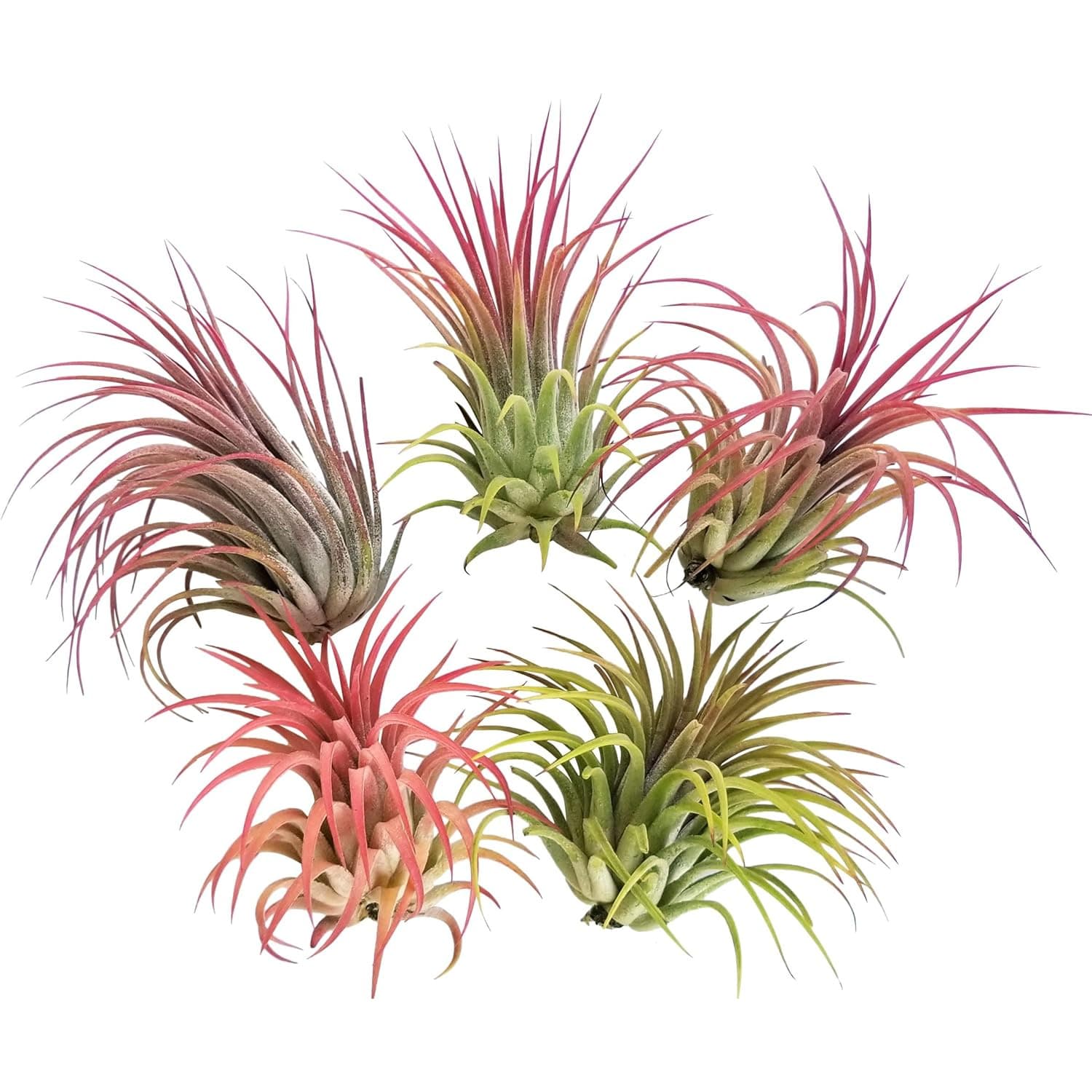 TEMU 5 Packs Of -inch Air Pineapple Flowers, Multi- Mixed Tropical , Home Ecological Bottle Landscaping, Suitable For Wedding Parties, Porch Garden Decoration