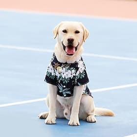 Dog Hawaiian Shirt Costume, Dog's Cool T-Shirts Summer Clothes, Hawaiian Shirt for Small Medium Large Dogs, Design for Summer Luau Style Beach Camp Vacation