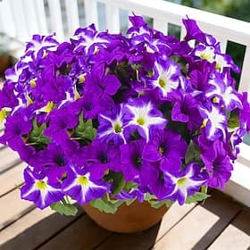 4 bouquets de fleurs de liseron artificielles printanières pour l'extérieur, résistantes aux UV, imitation soie réaliste pour jardinière de porche, d'entrée ou