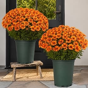 10 Bundles Fall Artificial Mums Flowers Sunset Mums, Outdoor Faux Fall Flowers with Daisies and Eucalyptus, UV Resistant Waterproof Windproof Lifelike Full Blo